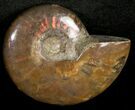 Flashy Red Iridescent Ammonite - Wide #10358-1
